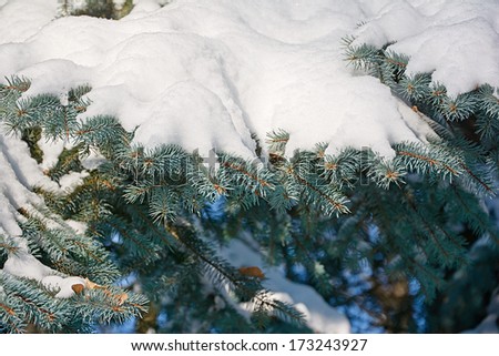 Tree branches in snow