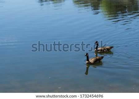 A high angle closeup shot of two ducks swimming in the lake