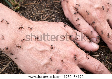 Alternative medicine - man's hand on an anthill with a swarm of ants. Ants attack the hands of man who found the ant hill and decided to investigate it. Red ant bites painful protecting his home. Royalty-Free Stock Photo #1732456172