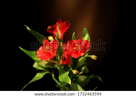 Flowers: A lovely bouquet of lilies shot in vivid colour in studio, low key.
