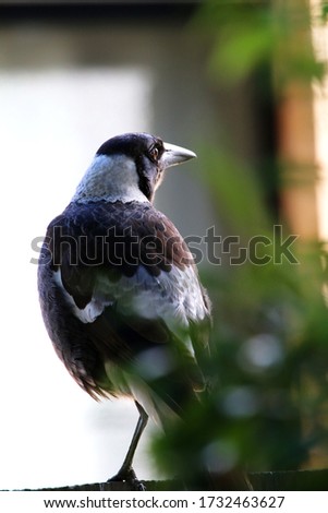 Bird: A bird looks off to the side in this colour image of a bird perched and looking off