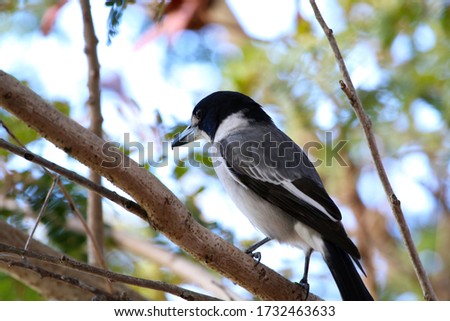 Bird: A shot of a big black and white bird perched in a tree on a branch outside.