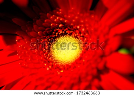 Flowers: Bright red flower with soft vibrant petals, shot in macro up close and vivid.