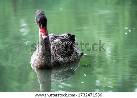 a quiet black swan in the lake
