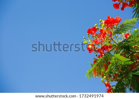 Beautiful red flowers on a blooming Poinciana tree in Florida.