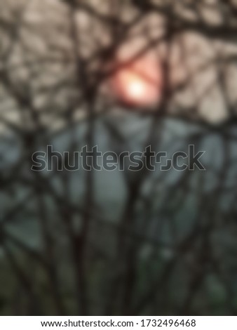 Blurry image. It is a picture of dense branches in the morning forest blur background