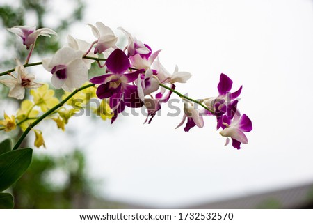 
Beautifully colored orchid flowers on a blurred background.