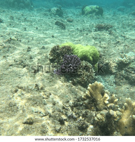 The multi-colored corals on white sand under water