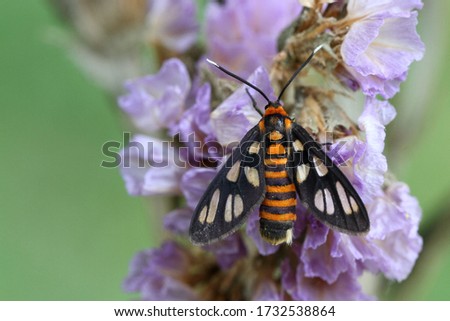 Macro photography orange spotted tiger moth perching on flower