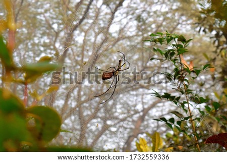 Spider on web with green background