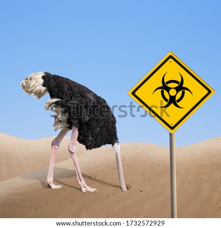 scared ostrich with head in sand near warning quarantine bio hazard signboard.