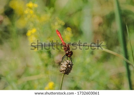 
dragonfly in a field on a sprout with very beautiful wings