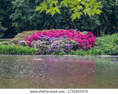 Beautiful, romantic flowers, Rhododendron, during spring time by a pond in Royal Bath, Warsaw, Poland, Europe. (Rhododendron ferrugineum)