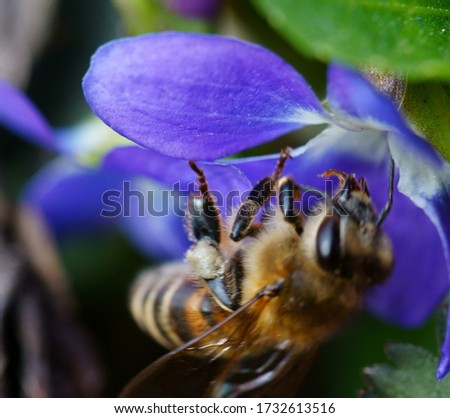 A bee collects pollen from flowers. Insects in nature.