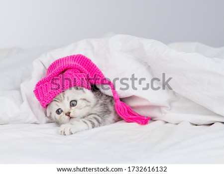 A small cute striped Scottish breed kitten lies on a bed under a blanket in a pink cap