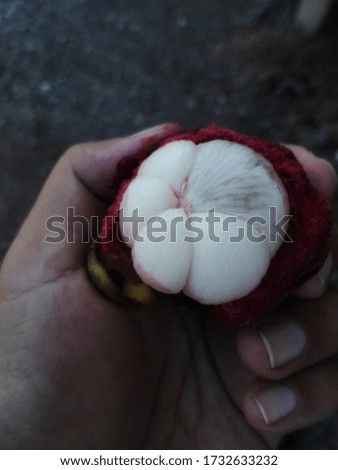 Fresh, delicious mangosteen in your hand