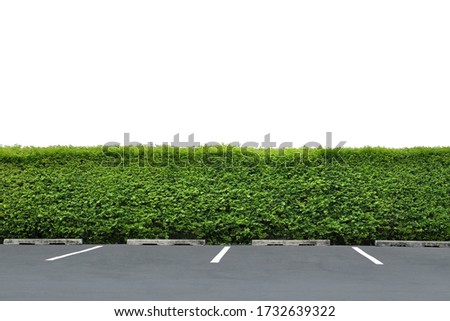 Long tree hedge or fence trees with parking lot sign painted on asphalt floor in foreground. A panoramic shot. The upper part isolated on white background.