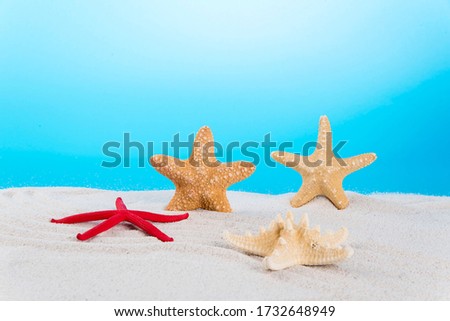 pictures of starfish on sand