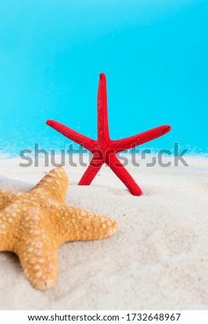 pictures of starfish on sand