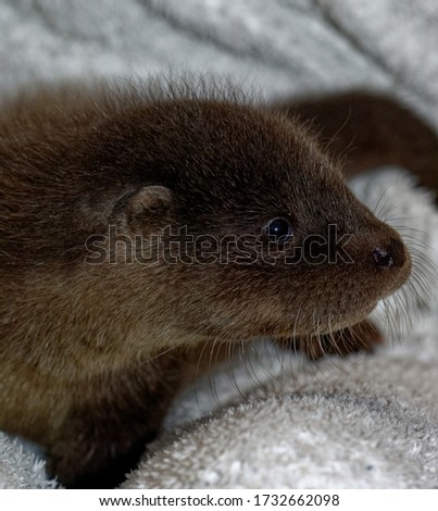 Eurasian Otter (Lutra lutra) 8 week old cub,orphaned,in care being cradled.Portrait.