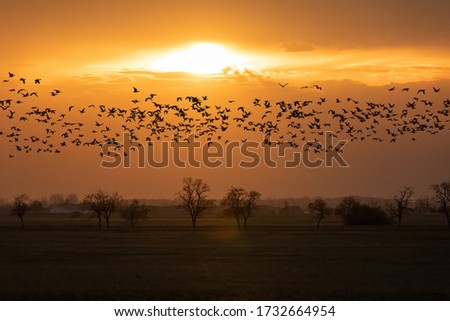 flying big flock of Greylag goose (Anser anser) over sunset landscape, bird migration in the Hortobagy National Park, Hungary, puszta is famouf ecosystems in Europe and UNESCO World Heritage Site