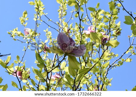 Bud of a beautiful magnolia