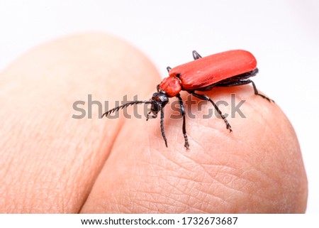 red insect with black mustache on a white background
