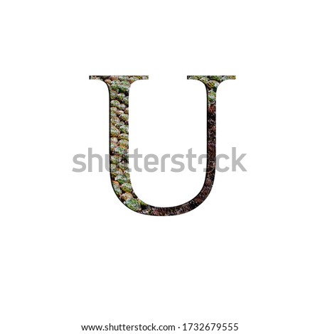 Flower font Alphabet U made of Real alive rose flower with Precious paper cut shape of letter. 