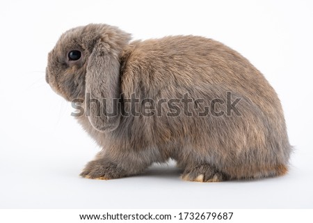 The Holland Lop is a breed of rabbit originating Royalty-Free Stock Photo #1732679687