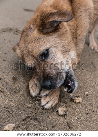 A vertical high angle shot of a cute dog lying on the sand