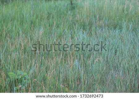 Background green field with grass.