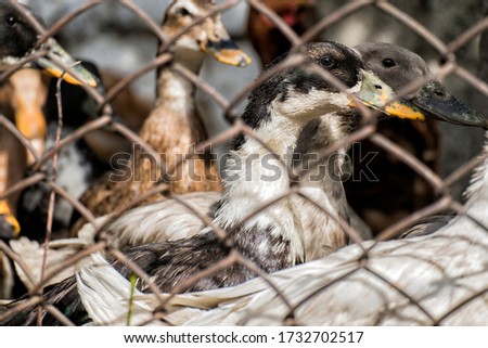 Domestic duck peeks out from behind a wire mesh fencing