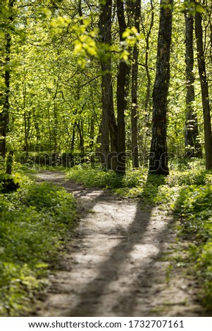 Spring forest. Fresh greenery, path and bright sun shining through the trees. Royalty-Free Stock Photo #1732707161