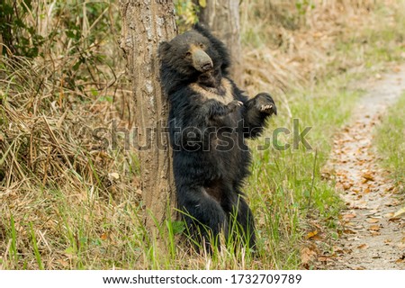 Sloth bear - Chitwan National Park