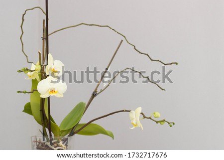 
Bush orchids white-yellow flowers on a gray background