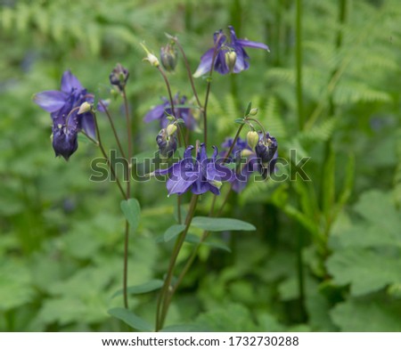 Spring Flowering Purple Columbine Wild Flower (Aquilegia vulgaris) Growing on the Edge of a Wood in Rural Devon, England, UK