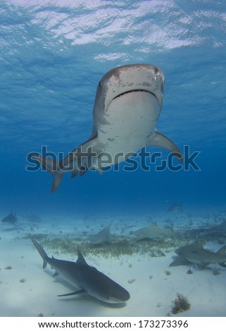 Tiger Shark with Another Below