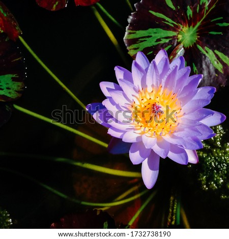 Top view of single purple blooming lotus flower (Nelumbo nucifera) and green leaf on lotus pond, Best Overal 1st Place Waterlily from The Waterlily & Water Gardening Society, world champion lotus