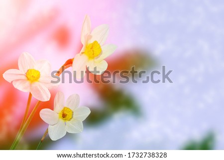 Bright and colorful flowers of daffodils on the background of the spring landscape