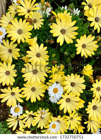 flowerbed with yellow flowers in the Garden on a sunny Day
