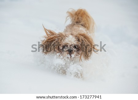 Dog shih tzu playing in snow.