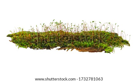 Green moss isolated on a white background close-up. Full focus. No shadows. Green element for design.  Royalty-Free Stock Photo #1732781063