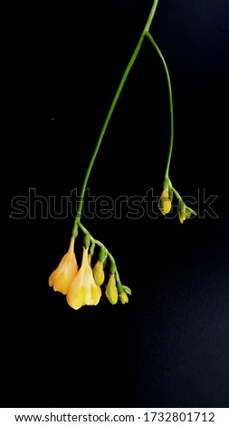 flower photo a yellow freesia  on black background                           