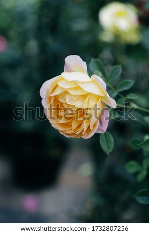Spring outdoor blooming full bloom rose closeup，Rosa cultivars Floribunda