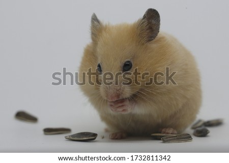 
A Syrian hamster (Mesocricetus auratus) is eating sunflower seeds.