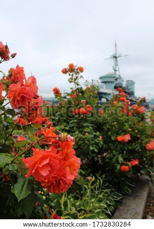 Orange, coral roses growing in seaside town against the ship in the port.