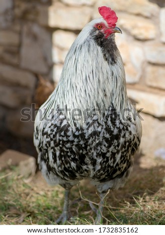 A black and white rooster hanging out in the back yard Royalty-Free Stock Photo #1732835162