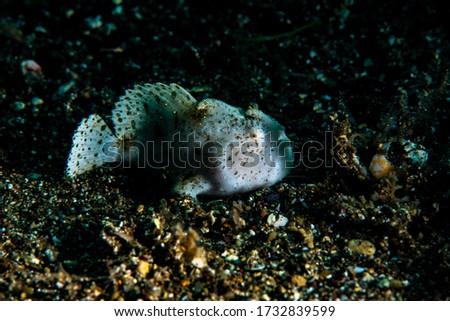 A white frog fish resting in the sand