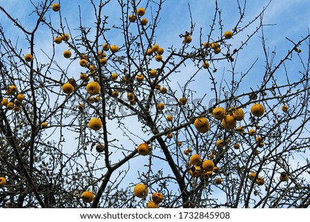 Yellow apples on the branches without leaves in november. Autumn apple tree.