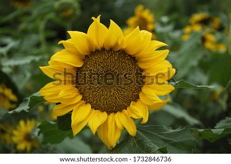  Sunflowers are passionate flowers that look only at the sun and bloom.                              